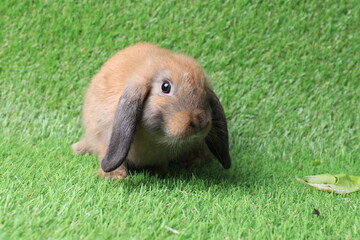 Cute Brown Bunny Rabbit on the Green Yard