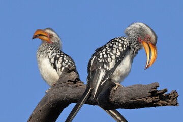 Pair of Southern Yellow-billed Hornbills