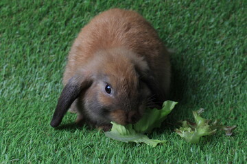 Cute Brown Bunny Rabbit on the Green Yard