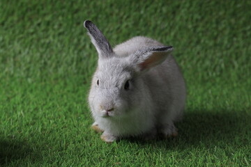 Grey Bunny Rabbit on the Green Yard