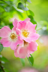 Obraz premium イヌバラ