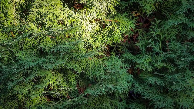 Thuja green foliage close up as background.