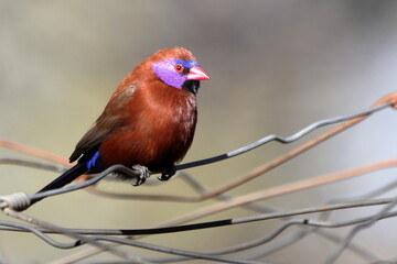 Violet-eared Waxbill