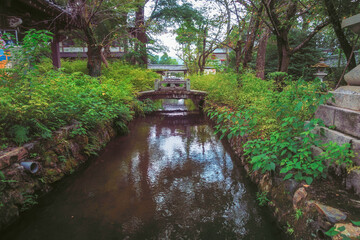 Fototapeta na wymiar 京都、松尾大社の境内を流れる一ノ井川と山吹の葉が生い茂る風景