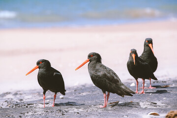 Bird on the beach, Royal Billy Point Park, Pauanui, New Zealand
