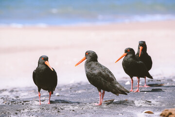 Bird on the beach, Royal Billy Point Park, Pauanui, New Zealand
