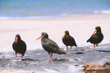 Bird on the beach, Royal Billy Point Park, Pauanui, New Zealand
