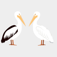 Vector illustration with pelicans