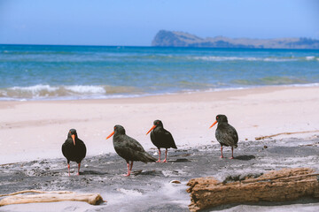 Bird on the beach, Royal Billy Point Park, Pauanui, New Zealand
