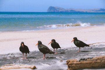Bird on the beach, Royal Billy Point Park, Pauanui, New Zealand
