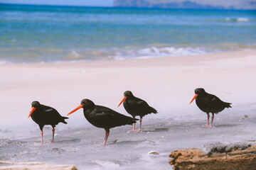 Bird on the beach, Royal Billy Point Park, Pauanui, New Zealand

