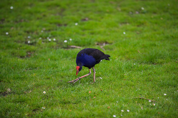 Bird in Wenderholm Regional Park, New Zealand
