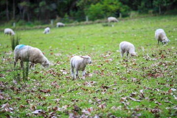 Obraz na płótnie Canvas Sheep in the pasture, Wenderholm Regional Park, New Zealand 