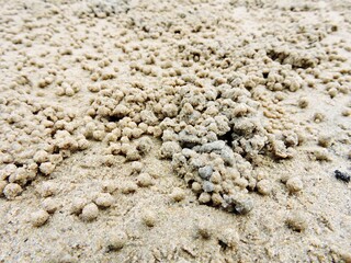 沖縄県･西表島･カニの巣穴