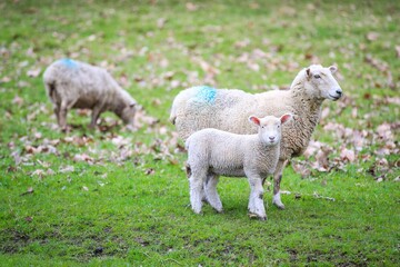 Sheep in the pasture, Wenderholm Regional Park, New Zealand
