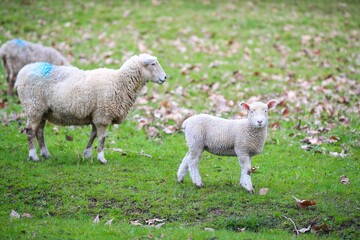 Sheep in the pasture, Wenderholm Regional Park, New Zealand
