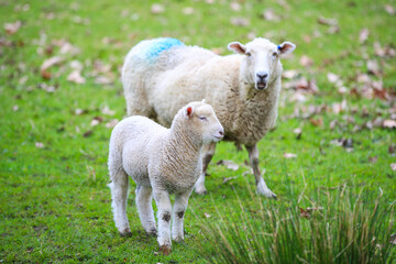 Naklejka na ściany i meble Sheep in the pasture, Wenderholm Regional Park, New Zealand 
