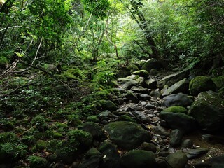 Fototapeta na wymiar 沖縄県･西表島のジャングル