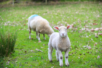 Naklejka na ściany i meble Sheep in the pasture, Wenderholm Regional Park, New Zealand 