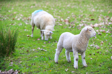 Sheep in the pasture, Wenderholm Regional Park, New Zealand
