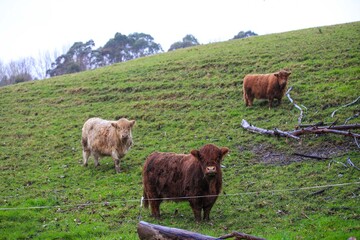 Cattle in the pasture, Matakana, New Zealand