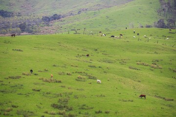 Fototapeta na wymiar Sheep in the pasture, Tawharanu, New Zealand