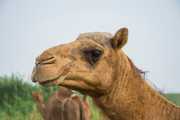 Camels
