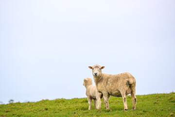 Sheep in the pasture, Tawharanu, New Zealand