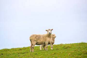 Sheep in the pasture, Tawharanu, New Zealand