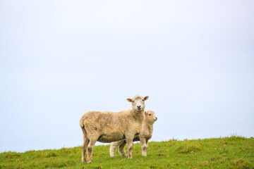 Sheep in the pasture, Tawharanu, New Zealand