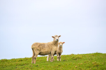 Obraz premium Sheep in the pasture, Tawharanu, New Zealand