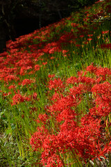 彼岸花