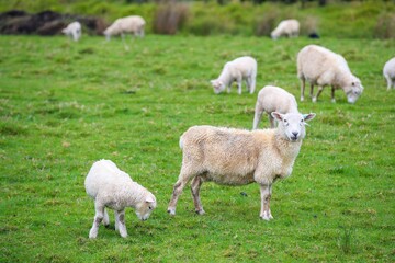 Obraz na płótnie Canvas Sheep in the pasture, Tawharanui Regional Park, New Zealand