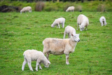 Obraz premium Sheep in the pasture, Tawharanui Regional Park, New Zealand