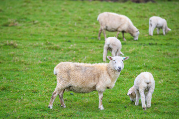 Sheep in the pasture, Tawharanui  Regional Park, New Zealand