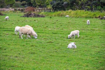 Obraz premium Sheep in the pasture, Tawharanui Regional Park, New Zealand