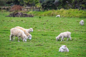 Obraz na płótnie Canvas Sheep in the pasture, Tawharanui Regional Park, New Zealand