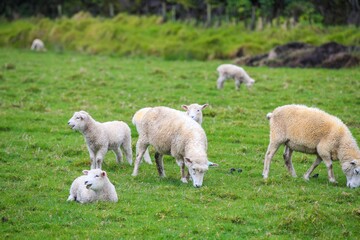 Obraz premium Sheep in the pasture, Tawharanui Regional Park, New Zealand