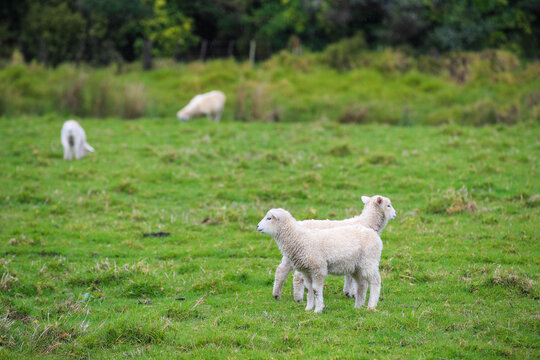Sheep in the pasture, Tawharanui  Regional Park, New Zealand