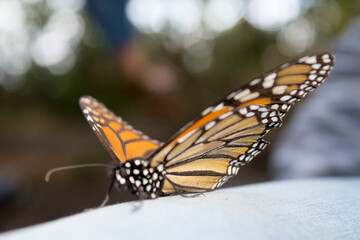 Fototapeta na wymiar Mariposa monarca