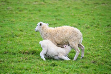 Sheep in the pasture, Tawharanui  Regional Park, New Zealand