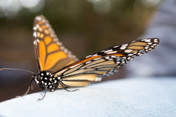 Fototapeta na wymiar Mariposa monarca