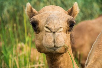 Fototapeta premium Camels