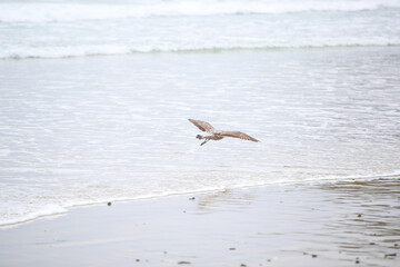Bird on the beach, Tawharanui  Regional Park, New Zealand