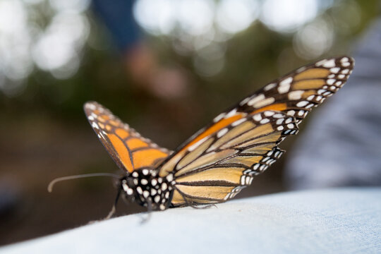 Mariposa monarca