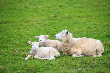 Obraz premium Sheep in the pasture, Tawharanui Regional Park, New Zealand