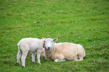 Naklejka na ściany i meble Sheep in the pasture, Tawharanui Regional Park, New Zealand