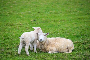 Sheep in the pasture, Tawharanui  Regional Park, New Zealand