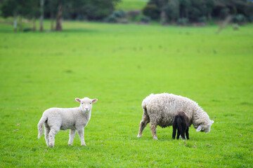 Naklejka na ściany i meble Sheep in the pasture, Gibbs Farm, Makarau, New Zealand 