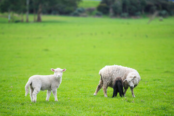 Naklejka na ściany i meble Sheep in the pasture, Gibbs Farm, Makarau, New Zealand 